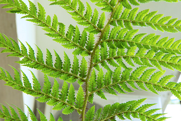 australian tree fern summerwinds arizona